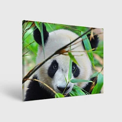 Картина прямоугольная Панда в лесу
