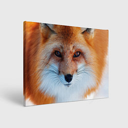 Картина прямоугольная Взгляд лисы