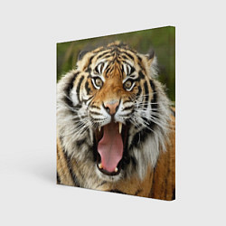 Картина квадратная Удивленный тигр