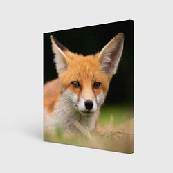 Картина квадратная Мордочка лисицы