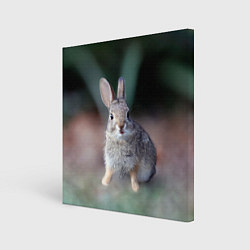 Картина квадратная Малыш кролик
