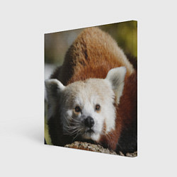 Холст квадратный Красная панда ждёт, цвет: 3D-принт