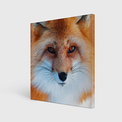 Картина квадратная Взгляд лисы