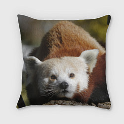 Подушка квадратная Красная панда ждёт, цвет: 3D-принт