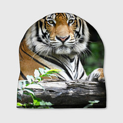 Шапка Тигр в джунглях