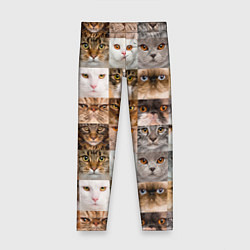Детские легинсы Pedigreed cats