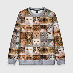 Детский свитшот Pedigreed cats