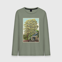 Лонгслив хлопковый мужской Хаяо Миядзаки - studio ghibli, цвет: авокадо