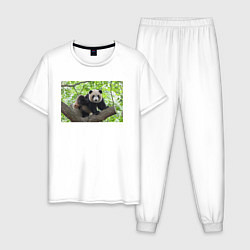Пижама хлопковая мужская Медведь панда на дереве, цвет: белый