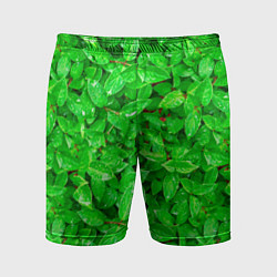 Мужские спортивные шорты Зелёные листья - текстура