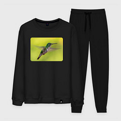 Костюм хлопковый мужской Милая колибри, цвет: черный