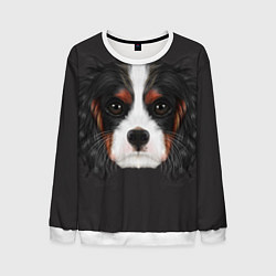 Мужской свитшот Cavalier King Charles