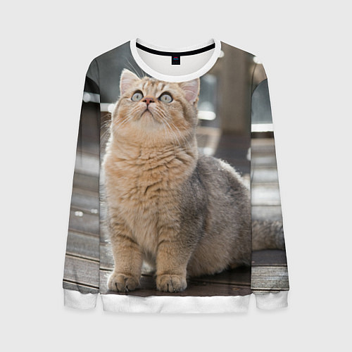 Мужской свитшот Британская короткошёрстная кошка смотрит вверх / 3D-Белый – фото 1