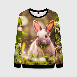 Мужской свитшот Милый кролик