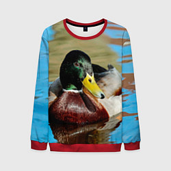 Свитшот мужской Утка Кряква - селезень, цвет: 3D-красный