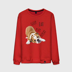 Свитшот хлопковый мужской Sleep Eat Play Repeat Бульдог, цвет: красный