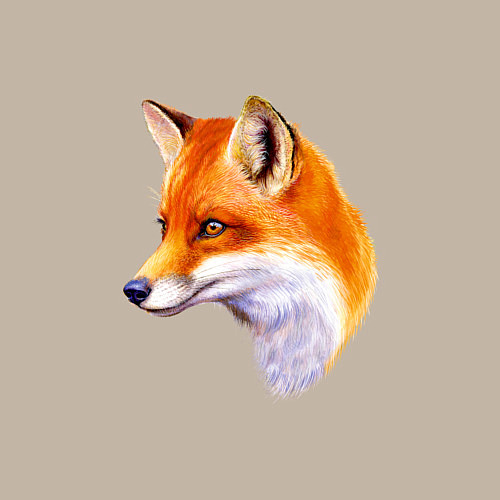 Мужской свитшот Лисичка красавица / Миндальный – фото 3