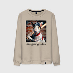 Свитшот хлопковый мужской Bull terrier - New York yankees baseball team, цвет: миндальный
