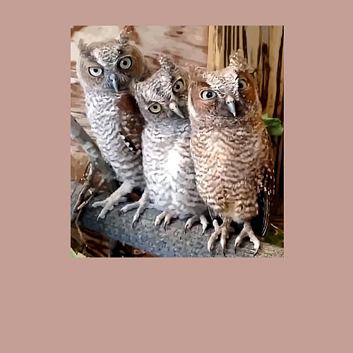 Мужской свитшот Три совы - мем / Пыльно-розовый – фото 3