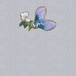 Свитшот хлопковый мужской Синица и цветок, цвет: меланж — фото 2