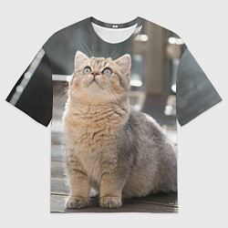 Мужская футболка оверсайз Британская короткошёрстная кошка смотрит вверх