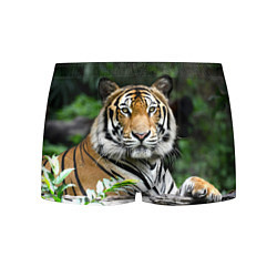 Трусы-боксеры мужские Тигр в джунглях, цвет: 3D-принт