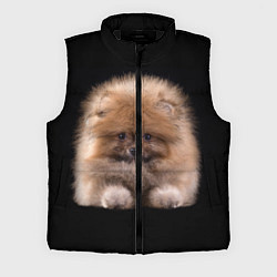 Мужской жилет Рыжий Шпиц