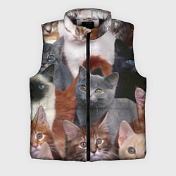 Мужской жилет КОТЯТКИ