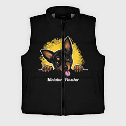 Мужской жилет Пинчер Miniature Pinscher