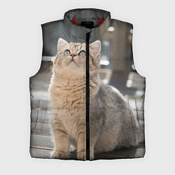 Мужской жилет Британская короткошёрстная кошка смотрит вверх