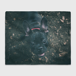 Плед флисовый Бульдог морда собакена черного, цвет: 3D-велсофт