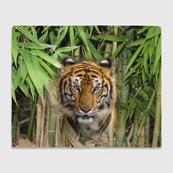 Плед флисовый Матёрый тигр в зарослях бамбука, цвет: 3D-велсофт