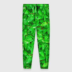 Женские брюки Зелёные листья - текстура