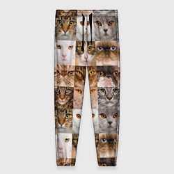 Женские брюки Pedigreed cats