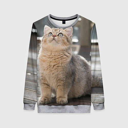 Женский свитшот Британская короткошёрстная кошка смотрит вверх / 3D-Меланж – фото 1