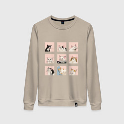 Женский свитшот Мемные коты
